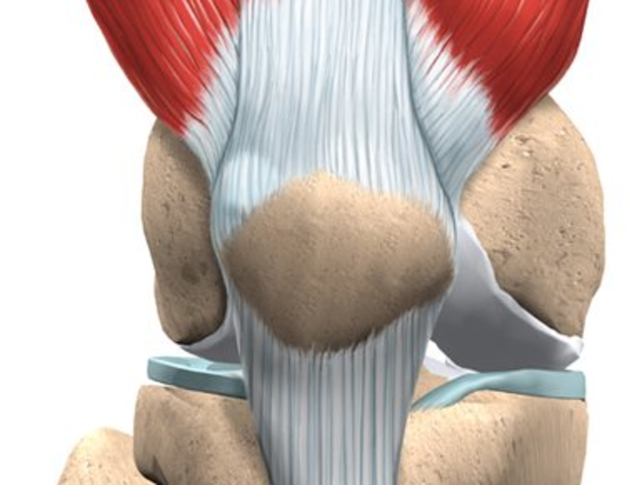 Программа разработки, укрепления и растягивания мышц, связок и сухожилий коленного сустава в случаях неострых болей.